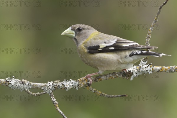 Evening Grosbeak (Hesperiphona vespertina) female, British Columbia, Canada