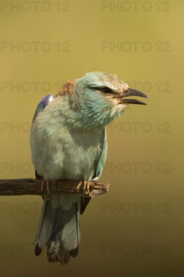European Roller (Coracias garrulus) female perched on a branch, Serbia