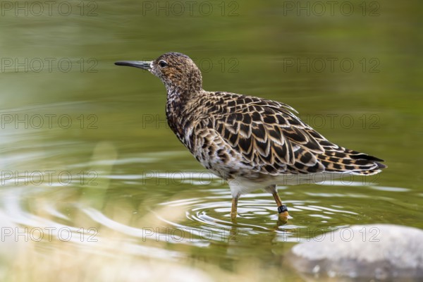 A female ruff (Calidris pugnax) searching for food in shallow water. Northern Poland