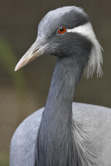 Demoiselle Crane (Grus virgo), California, USA