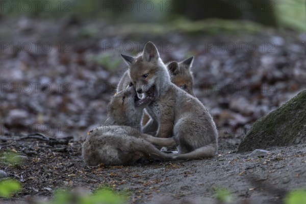 Red fox cubs (Vulpes vulpes) playing and fighting in the immediate vicinity of the fox den, cub rearing, animal cubs, cute, playful, wrestling, May, Germany