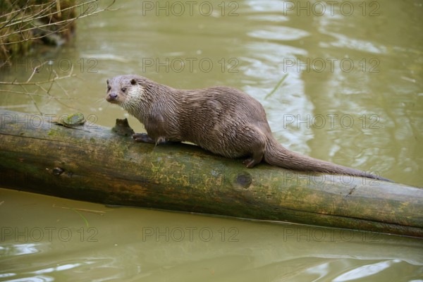 An otter balances on a tree trunk in the water and looks into the surroundings, otter (Lutra lutra), Hesse, Germany
