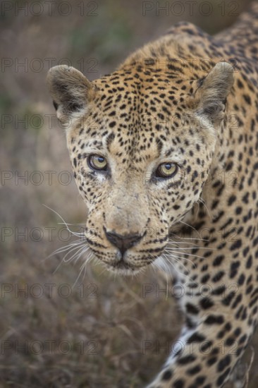 Leopard (Panthera pardus) male walking along a trail, Sabi Sands, South Africa