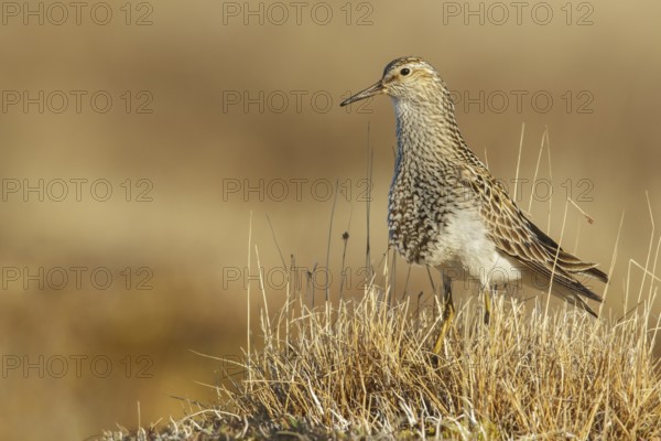 Pectoral Sandpiper (Calidris melanotos) on the tundra in Northern Alaska