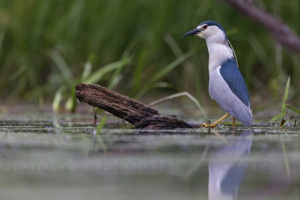 Black-crowned black crowned night heron (Nycticorax nycticorax), Bihoreau gris, HÈron bihoreau, Martinete Com?n, Ayn Razat, Salalah, Dhofar, Oman
