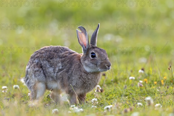 A large tear in the ear suggests that serious fights can occur between wild rabbits (Oryctolagus cuniculus), quite a few even end fatally, Germany