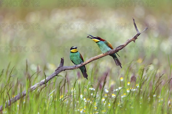 Bee-eater, (Merops apiaster), two animals, perch, prey transfer, Tiszaalp-r, Kiskuns-gi National Park, B-cs-Kiskun, Hungary