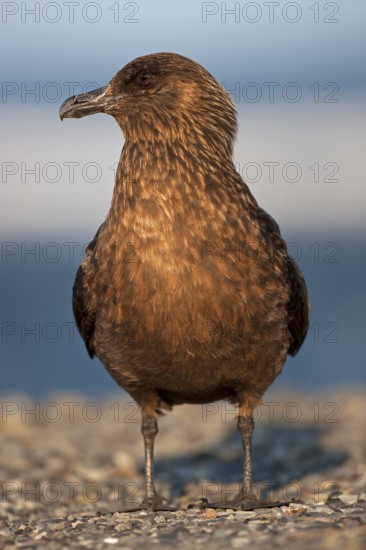 Great Skua (Stercorarius skua), Myvatn, Iceland