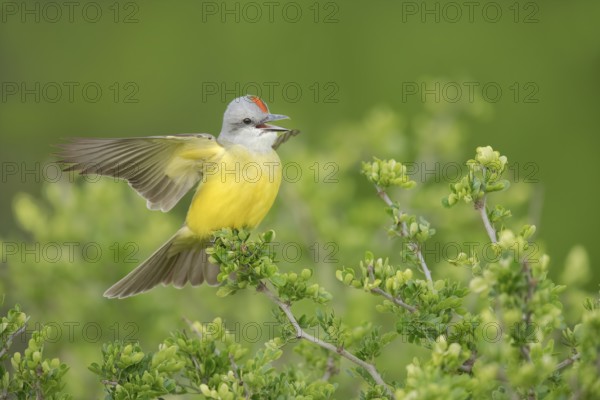 Couch's Kingbird (Tyrannus couchii) singing, Texas, USA
