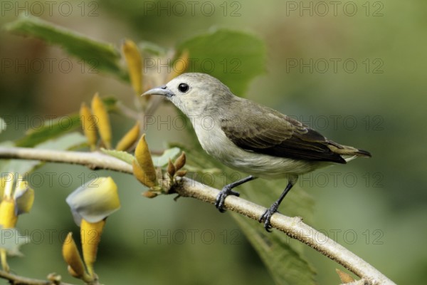 Nilgiri Flowerpecker (Dicaeum concolor), Goa, India