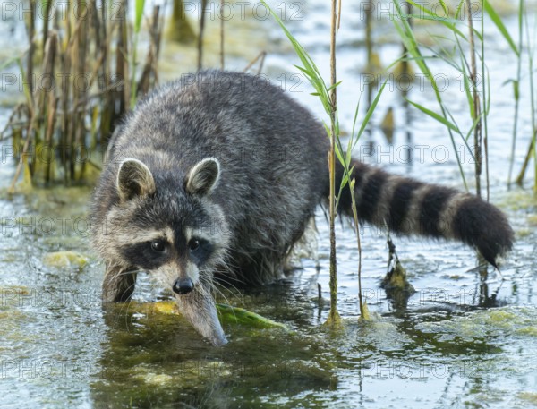 Raccoon (Procyon lotor), foraging in the shallow water zone of a lake, Lower Saxony, Germany