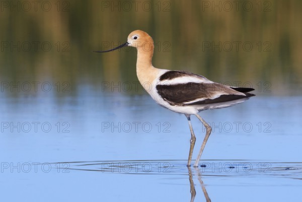 American Avocet (Recurvirostra americana), Alberta, Canada