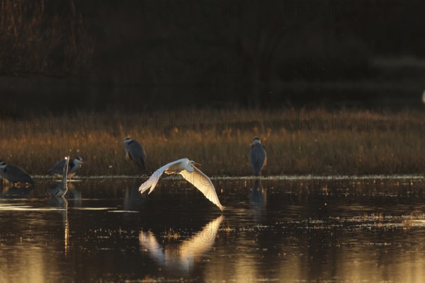 A egret gracefully flies over a calm water surface during sunset, casting reflections. Other herons stand peacefully in wetland of the Emporda