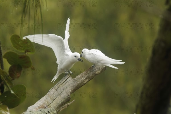 White Tern (Gygis alba), Hawaii, USA
