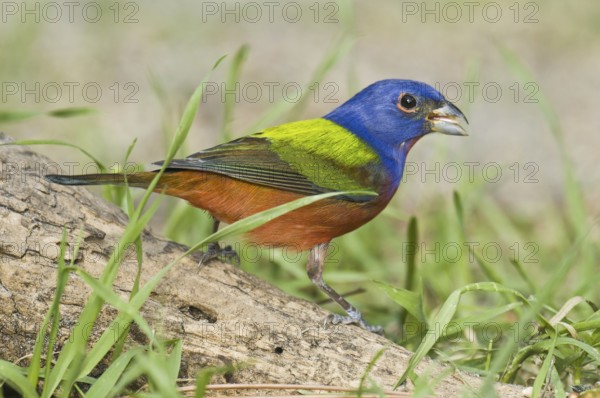 Painted Bunting (Passerina ciris) male, Florida, USA