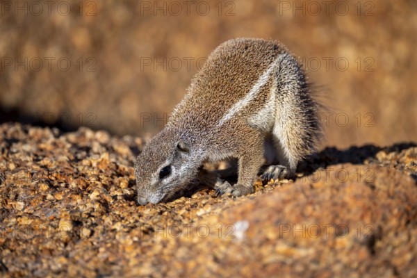 Cape ground squirrel (Xerus inauris), Pontok-Berge, Spitzkoppe, Große Spitzkuppe Nature Reserve, Namibia