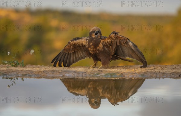 A young eagles spreads its wings by the water's edge, its image perfectly reflected against a soft, golden sunset backdrop