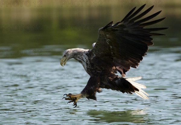 White-tailed Eagle (Haliaeetus albicilla) striking at fish, Mecklenburg-Western Pomerania, Germany