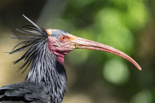 Northern Bald Ibis (Geronticus eremita) Captive Germany