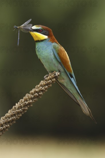 European Bee-eater (Merops apiaster), Castile, Spain