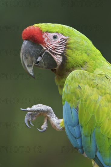 Great-Green Macaw (Ara ambigua) perched on a branch in Costa Rica, Central America