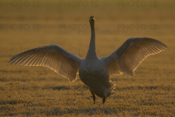 Whooper Swan (Cygnus cygnus) flapping, North Rhine-Westphalia, Germany