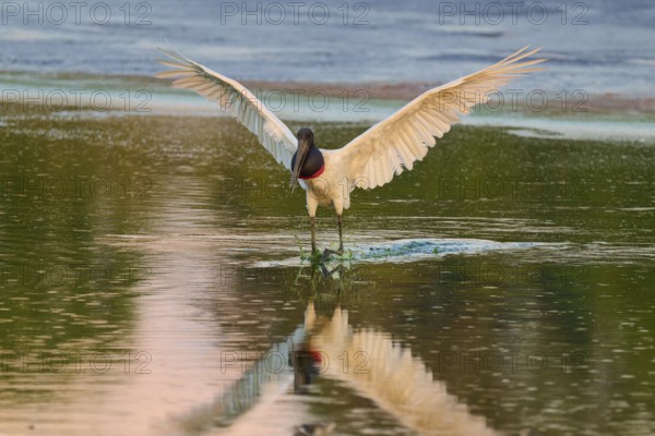 A bird gliding over the water surface with open wings, Jabiru (Jabiru mycteria), Pantanal, Mato Grosso, Brazil