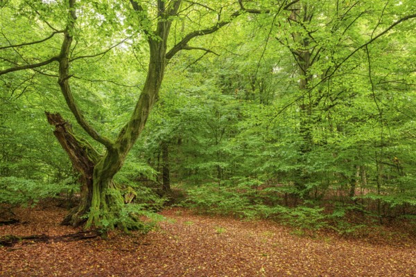 Old hornbeam with moss-covered roots in a former Hutewald, Reinhardswald, Sababurg Primeval Forest, Hesse, Germany