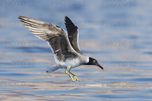 White-eyed Gull (Ichthyaetus leucophthalmus) flying, Eilat, Israel