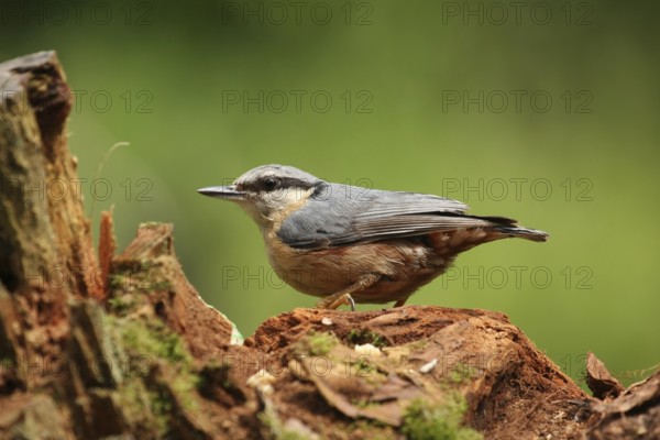 Eurasian Nuthatch (Sitta europaea), Lower Saxony, Germany