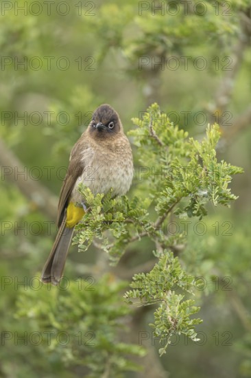 Cape bulbul (Pycnonotus capensis), Addo Elephant National Park, Addo, Western Cape, South Africa