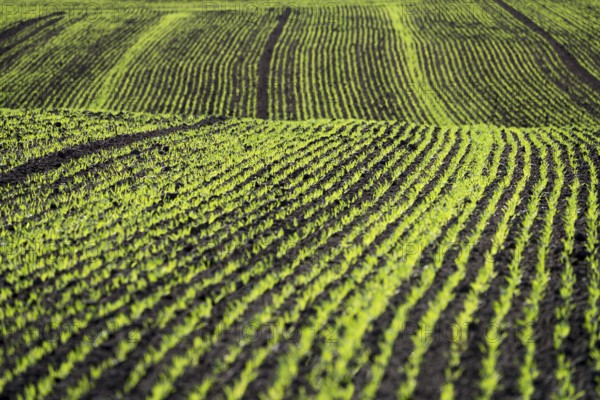 Cool-season cereals in autumn, Oberweser, Weser Uplands, Weserbergland, Hesse, Germany