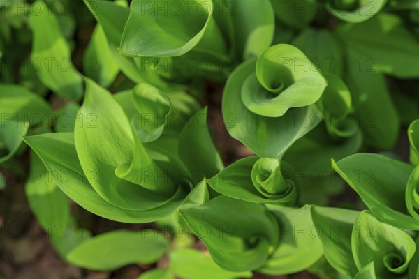Close-up of vibrant green lily of the valley leaves, showcasing their lush texture and rich color. Perfect for backgrounds or botanical studies, highlighting nature's beauty