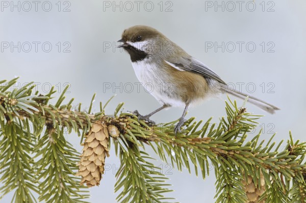 Boreal Chickadee (Poecile hudsonicus), Alaska, USA