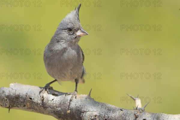 Grey-crested Finch (Lophospingus griseocristatus) perched on a branch, Bolivia