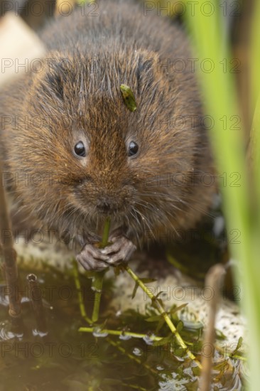 Water vole (Arvicola amphibius) adult rodent animal feeding on pond weed in a reedbed in summer, Suffolk, England, United Kingdom