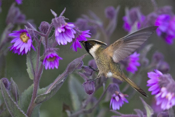 Buffy Helmetcrest (Oxypogon stuebelii) male feeding on flower nectar, Los Nevados National Park, Colombia
