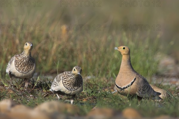 Chestnut-bellied Sandgrouse (Pterocles exustus), Oman