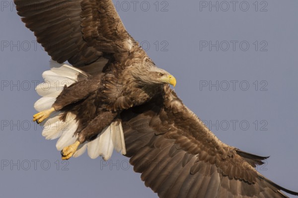 White-tailed Eagle (Haliaeetus albicilla) flying, Subotica, Hungary