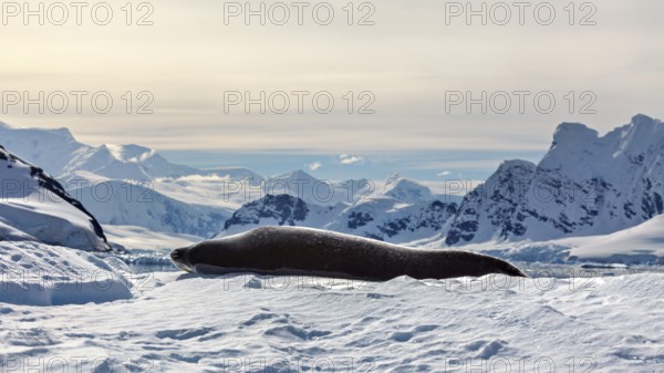 Seal resting on a snowy ice surface in front of majestic mountains under a cloudy sky, seal stretching out on a large snow surface surrounded by icebergs, leopard seal (Hydrurga leptonyx) on an ice floe in the Antarctic