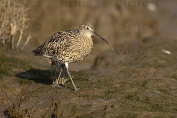 Eurasian curlew (Numenius arquata) adult wading bird on a mudflat, Norfolk, England, United Kingdom
