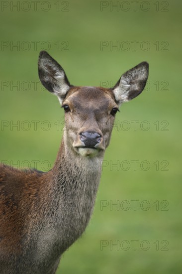 Red deer (Cervus elaphus) Portrait of a female during the rut, Allgäu, Bavaria, Germany