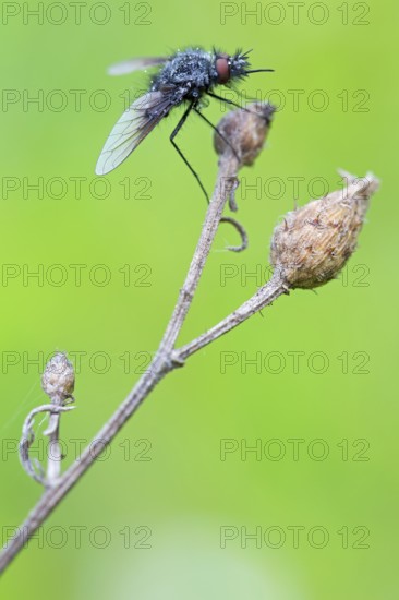 Black woolly hoverfly, bumblebee hoverfly, mourning fly, insect, close-up, (Bombylella atra), family of diptera, Lobau, Vienna, Donaustadt, Vienna, Austria