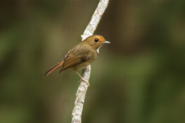 Rufous-browed Flycatcher (Anthipes solitaris), Pahang, Malaysia
