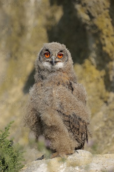 Eurasian eagle-owl (Bubo bubo), young bird at the breeding site, France