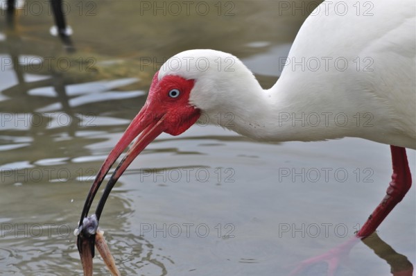 Snowy ibis (Eudocimus albus)
