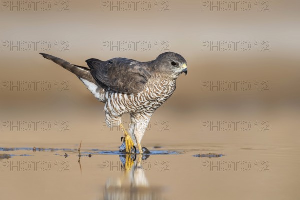 Levant Sparrowhawk (Accipiter brevipes) female, Eilat, Israel