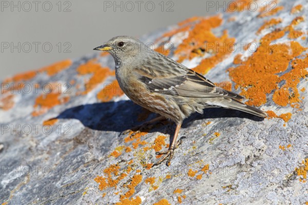 Alpenbraunelle, Alpine Accentor, Prunella collaris, Accenteur alpin, Acentor Alpino