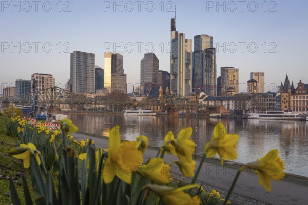 The daffodils on the banks of the Main start to bloom in front of Frankfurt's banking skyline, Frankfurt am Main, Hesse, Germany