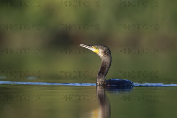 Great Cormorant (Phalacrocorax carbo), North Rhine-Westphalia, Germany
